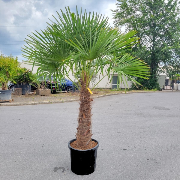 Hanfpalme "Trachycarpus Fortunei" +/- 60cm Stammhöhe - +/-180cm hoch