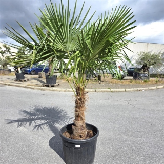 Hanfpalme "Trachycarpus Fortunei" (Nr.1) 70cm...