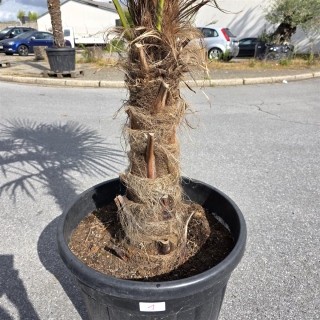 Hanfpalme "Trachycarpus Fortunei" (Nr.1) 70cm...