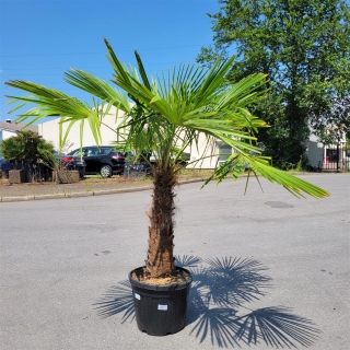Hanfpalme "Trachycarpus Fortunei" (Nr.1) 75cm...