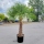 Hanfpalme "Trachycarpus Fortunei" +/- 60cm Stammhöhe - +/-180cm hoch