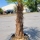 Hanfpalme "Trachycarpus Fortunei" (Nr.1) 75cm Stammhöhe - 190cm hoch