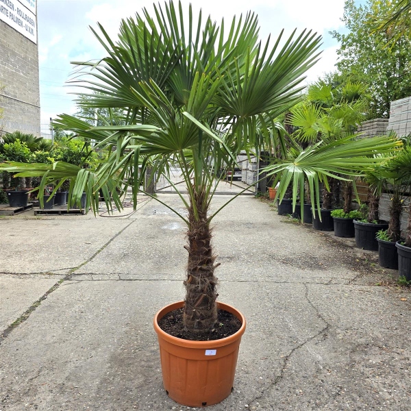 Hanfpalme "Trachycarpus Fortunei" (Nr.2) 80cm Stammhöhe - 220cm hoch