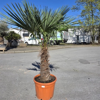 Hanfpalme "Trachycarpus Fortunei" (Nr.2) 70cm...