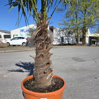 Hanfpalme "Trachycarpus Fortunei" (Nr.2) 70cm Stammhöhe - 220cm hoch