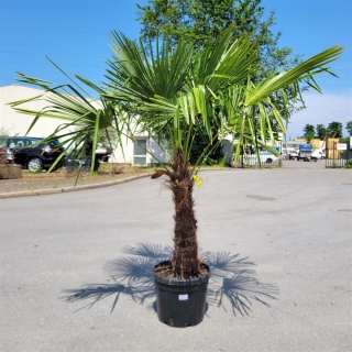 Hanfpalme "Trachycarpus Fortunei" (Nr.2) 80cm...