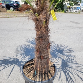Hanfpalme "Trachycarpus Fortunei" (Nr.2) 80cm Stammhöhe - 200cm hoch