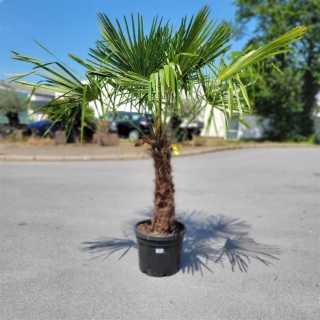 Hanfpalme "Trachycarpus Fortunei" (Nr.2) 80cm Stammhöhe - 200cm hoch