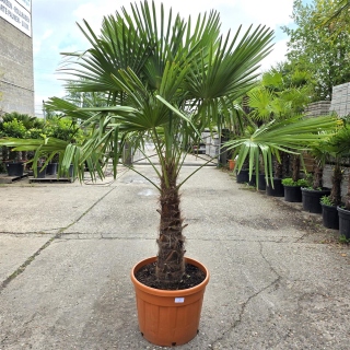 Hanfpalme "Trachycarpus Fortunei" (Nr.2) 80cm...