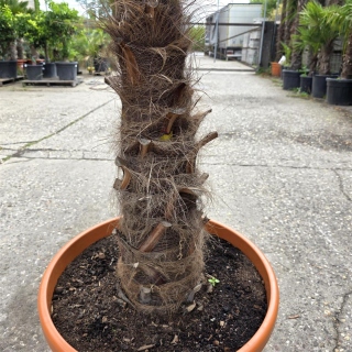 Hanfpalme "Trachycarpus Fortunei" (Nr.2) 80cm...