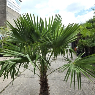 Hanfpalme "Trachycarpus Fortunei" (Nr.2) 80cm Stammhöhe - 220cm hoch