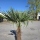 Hanfpalme "Trachycarpus Fortunei" (Nr.2) 70cm Stammhöhe - 220cm hoch