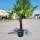 Hanfpalme "Trachycarpus Fortunei" (Nr.2) 80cm Stammhöhe - 200cm hoch