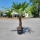 Hanfpalme "Trachycarpus Fortunei" (Nr.2) 80cm Stammhöhe - 200cm hoch