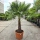 Hanfpalme "Trachycarpus Fortunei" (Nr.2) 80cm Stammhöhe - 220cm hoch