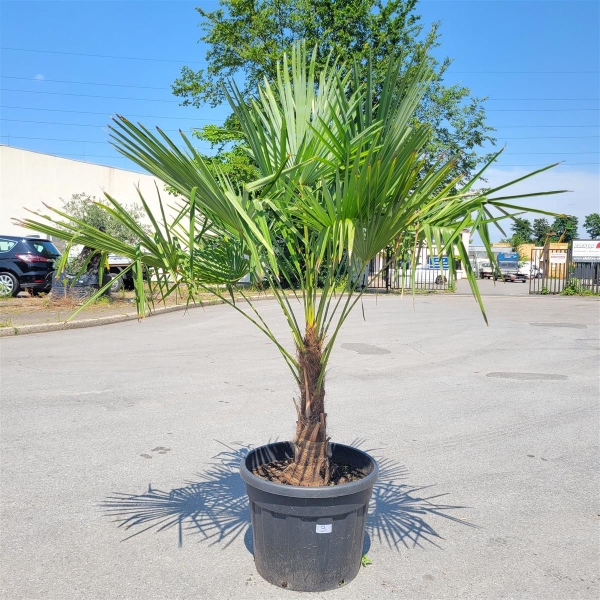 Hanfpalme "Trachycarpus Fortunei" (Nr.3) 60cm Stammhöhe - 200cm hoch