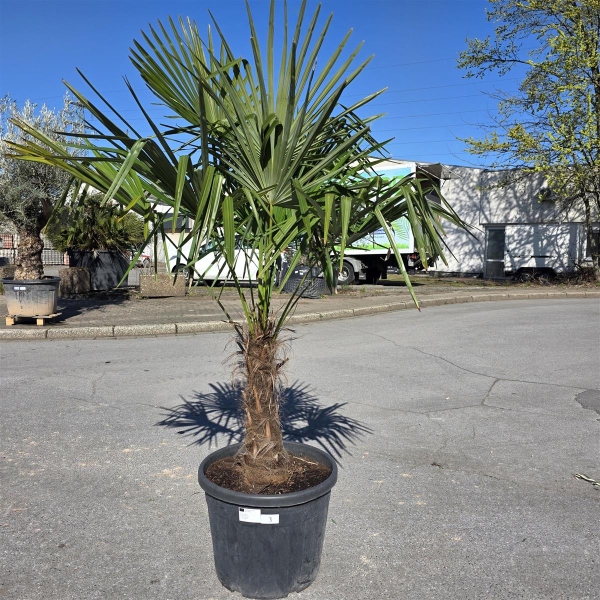 Hanfpalme "Trachycarpus Fortunei" (Nr.3) 60cm Stammhöhe - 210cm hoch