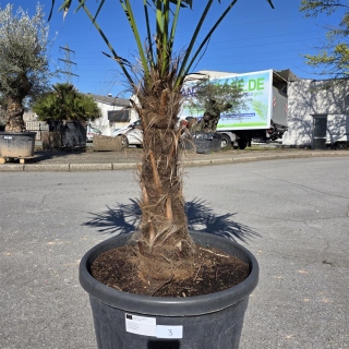 Hanfpalme "Trachycarpus Fortunei" (Nr.3) 60cm...