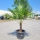Hanfpalme "Trachycarpus Fortunei" (Nr.3) 60cm Stammhöhe - 200cm hoch