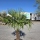Hanfpalme "Trachycarpus Fortunei" (Nr.3) 60cm Stammhöhe - 210cm hoch