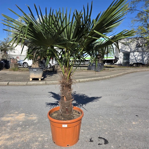 Hanfpalme "Trachycarpus Fortunei" (Nr.11) 60cm Stammhöhe - 190cm hoch