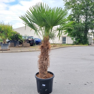 Hanfpalme "Trachycarpus Fortunei" (Nr.11) 85cm...