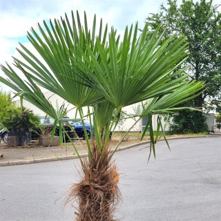 Hanfpalme "Trachycarpus Fortunei" (Nr.11) 85cm...