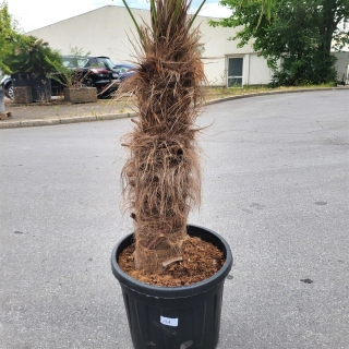 Hanfpalme "Trachycarpus Fortunei" (Nr.11) 85cm Stammhöhe - 190cm hoch