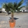 Hanfpalme "Trachycarpus Fortunei" (Nr.11) 60cm Stammhöhe - 190cm hoch