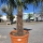 Hanfpalme "Trachycarpus Fortunei" (Nr.11) 60cm Stammhöhe - 190cm hoch