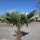 Hanfpalme "Trachycarpus Fortunei" (Nr.11) 60cm Stammhöhe - 190cm hoch