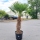 Hanfpalme "Trachycarpus Fortunei" (Nr.11) 85cm Stammhöhe - 190cm hoch