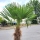 Hanfpalme "Trachycarpus Fortunei" (Nr.11) 85cm Stammhöhe - 190cm hoch