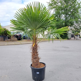 Hanfpalme "Trachycarpus Fortunei" (Nr.12) 75cm Stammhöhe - 200cm hoch