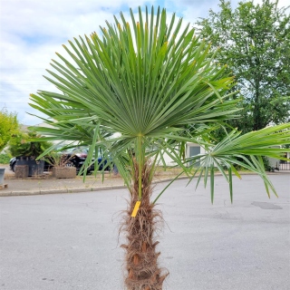 Hanfpalme "Trachycarpus Fortunei" (Nr.12) 75cm Stammhöhe - 200cm hoch