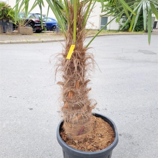 Hanfpalme "Trachycarpus Fortunei" (Nr.12) 75cm Stammhöhe - 200cm hoch