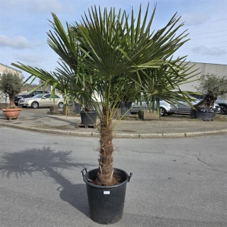 Hanfpalme "Trachycarpus Fortunei" (Nr.12) 80cm...