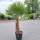 Hanfpalme "Trachycarpus Fortunei" (Nr.12) 75cm Stammhöhe - 200cm hoch