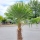 Hanfpalme "Trachycarpus Fortunei" (Nr.12) 75cm Stammhöhe - 200cm hoch