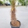 Hanfpalme "Trachycarpus Fortunei" (Nr.12) 75cm Stammhöhe - 200cm hoch