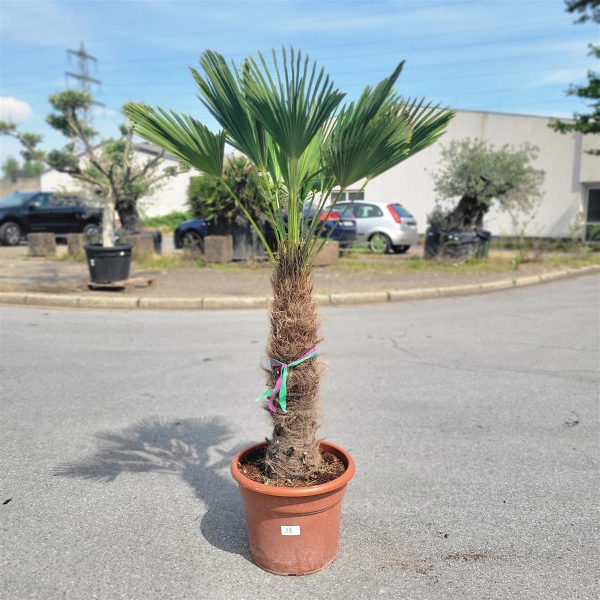 Hanfpalme "Trachycarpus Wagnerianus" 70cm Stammhöhe (Nr.18)