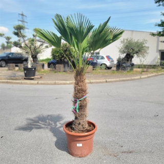 Hanfpalme "Trachycarpus Wagnerianus" 70cm...