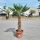 Hanfpalme "Trachycarpus Wagnerianus" 70cm Stammhöhe (Nr.18)