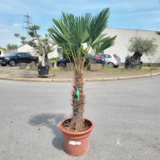Hanfpalme "Trachycarpus Wagnerianus" 70cm...