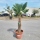 Hanfpalme "Trachycarpus Wagnerianus" 70cm Stammhöhe (Nr.19)