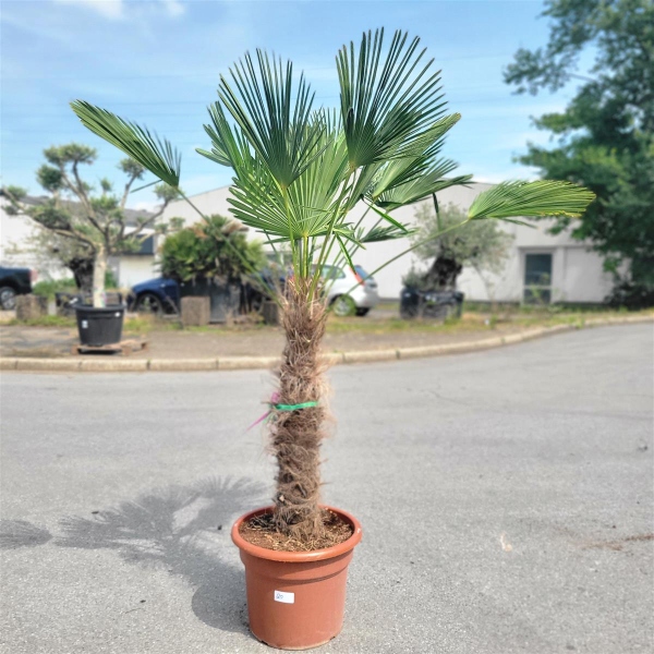 Hanfpalme "Trachycarpus Wagnerianus" 70cm Stammhöhe (Nr.20)
