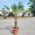 Hanfpalme "Trachycarpus Wagnerianus" 70cm Stammhöhe (Nr.20)