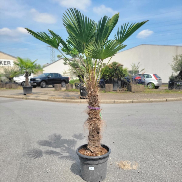 Hanfpalme "Trachycarpus Wagnerianus" 90cm Stammhöhe (Nr.21)