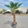 Hanfpalme "Trachycarpus Wagnerianus" 90cm Stammhöhe (Nr.21)