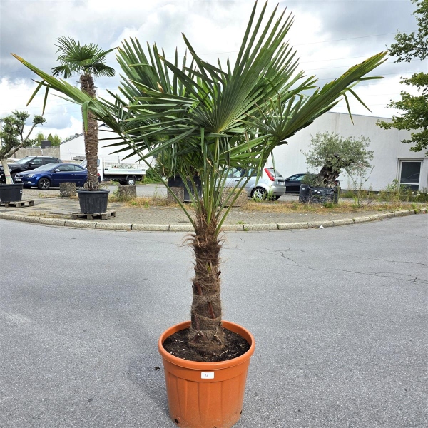 Hanfpalme "Trachycarpus Fortunei" (Nr.4) 70cm Stammhöhe - 190cm hoch